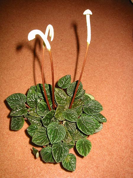 Emerald Ripple Peperomia